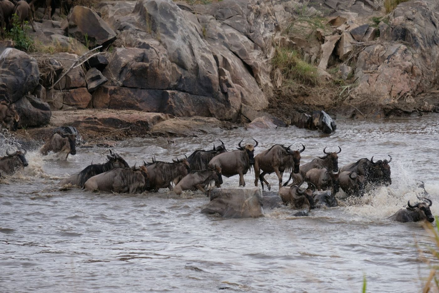 Wildebeest gathering on the banks of the Mara river
